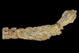 Ichthyodectes Caudal Fin & Associated Vertebrae Fossil - Kansas #146364-1